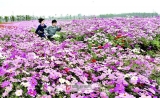 颍泉区泉水湾湿地公园：徜徉花海