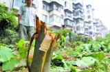 擅自砍伐小区2棵枇杷树 合肥一居民被罚6500元