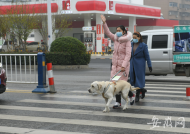 阜陽首只導盲犬“上崗”  記者調查：新規讓導盲犬出行不再困難