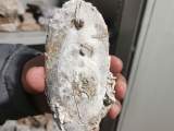 黄山屯溪老大桥发现古代石制吊线锤   将进行水下考古发掘