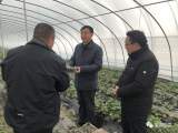 巢湖市常务副市长王斌检查指导低温雨雪冰冻天气应对工作