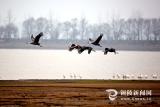 枞阳全面推行河长制  菜子湖河畅水清岸葱郁