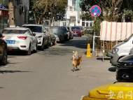 合肥琥珀北村犬只肆意穿行無人管?社區稱將加強宣傳力度