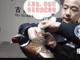 非法捕猎野生动物环颈雉 宣城警方抓获两名嫌疑人