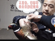 非法捕獵野生動(dòng)物環(huán)頸雉 宣城警方抓獲兩名嫌疑人