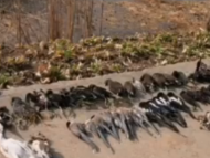蚌埠一濕地公園發現大量鳥類死亡 毒鳥嫌疑人被抓獲