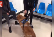 六安：男子和金毛打個招呼就被粘上了
