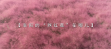 阜阳的“爱丽丝梦游仙境”：粉黛乱子草花海