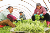 全椒县：特色种植助农增收