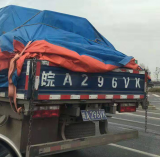 巢湖上百只流浪狗被集体转移  去向不明