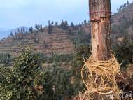 休寧西田國(guó)有林場(chǎng)多座山頭杉樹遭承包人剝皮、砍伐  林業(yè)局正調(diào)查