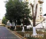 淮南一小区大树被“剃光头”了