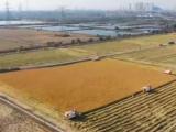 全国累计收购秋粮1.1亿吨同比增加500万吨 收购市场红火优质优价特征突出