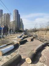 ﻿合肥多地段杨树被截枝  部门回应：休眠期整治，今春杨絮或少一点