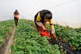 夏閣鎮：扶貧草莓搶“鮮”上市