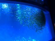 合肥海洋世界打造群魚風暴館  萬余只黃金鯵帶來裸眼3D震撼效果