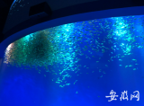 二月二合肥海洋世界将免费为游客剃头