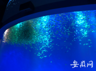 二月二合肥海洋世界將免費為游客剃頭