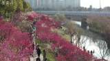 人民日报点赞！合肥匡河公园梅花绽放春意浓