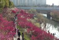 人民日?qǐng)?bào)點(diǎn)贊！合肥匡河公園梅花綻放春意濃