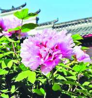 黃浩：銀屏奇花(外一首)