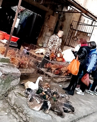 記者暗訪合肥街頭活禽交易“打游擊”！交易新規正等待立法部門審查