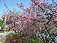 安徽20余站點(diǎn)最高氣溫超25℃   氣象專家：尚未入春