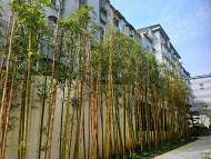 新春走基层| 安庆市迎江区老城老街老房“升级”换新颜