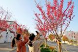 巢湖夏阁：这里有条樱花大道  花开红艳艳
