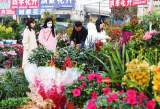 池州：新春鲜花俏