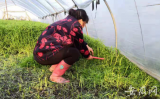 貴池梅龍街道：不負春日好時光，處處備耕忙