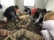 新春走基層︱從捕魚人到“治水人”   他想用小小河蚌讓生活污水“清如許”  