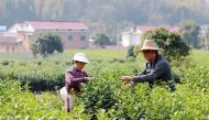 岳西菖蒲春茶提前1個月搶“鮮”開采