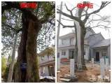 广德：古树保护存在问题 检察建议督促整改