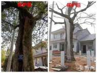 廣德：古樹保護存在問題 檢察建議督促整改