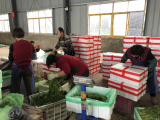新春走基层|蔬菜大棚里走出致富路