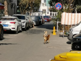 遛狗不拴绳！合肥一女子为护爱犬不成反被“金毛”咬伤