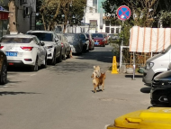 遛狗不拴繩！合肥一女子為護愛犬不成反被“金毛”咬傷