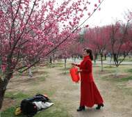 淮南舜耕山梅園成網紅打卡地（組圖）