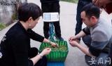 祁红新茶提前10天上市  鲜叶每斤约百元