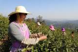 桐城：茶产业渐成乡村产业振兴的新支点