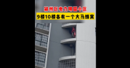 阜陽一居民家窗外現大馬蜂窩   消防員出手摘除