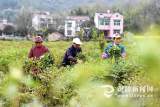 銅陵市牡丹鮮切花進軍國內(nèi)花卉市場