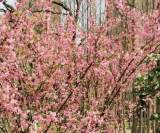 踏青赏花正当时  蚌埠市发布8条春季赏花路线