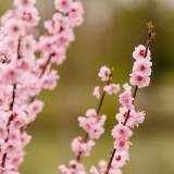肥西縣潭沖河公園百花綻放游人醉