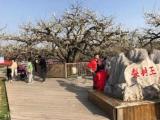 春游江淮请您来 |“两马一骑”为砀山梨花节助力添彩
