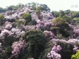 【春日中國】廣東深圳：梧桐山上春意濃 姹紫嫣紅杜鵑開