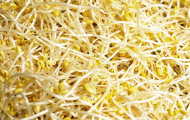 豆芽農(nóng)獸藥殘留超標(biāo) 安徽通報7批次食品不合格情況