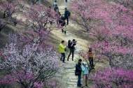 合肥蜀山推出“賞梅地圖”