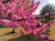 王賀鴻：春天，在陽光所及的土地上